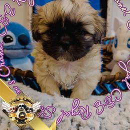 Chanel - Black and white female Chihuahua puppy in Athens, Georgia from C&E Royal Shih Tzu
