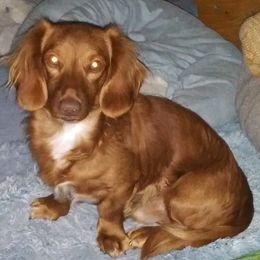 Copper - Dachshund