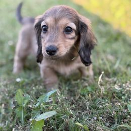 AKC Girl 1 - Sable female Dachshund puppy in Bartlesville, Oklahoma from OkieDokieDox