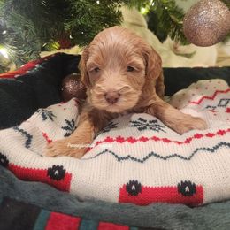 Nutmeg - Apricot female Goldendoodle puppy in Pennsylvania from Pennsylvanian Puppies