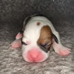 Highland-Mismark - White and red female Pembroke Welsh Corgi puppy in Benton, Arkansas from High Cotton Corgis