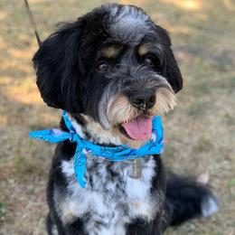 Bernie  - Bernedoodle