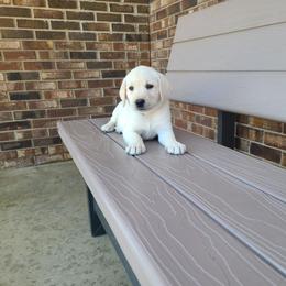 Chloe - Yellow female Labrador Retriever puppy in Woodburn, Indiana from Marlene's Labrador Retrievers