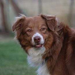 Red - Australian Shepherd