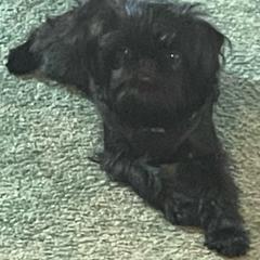 Fiona - Brussels Griffon