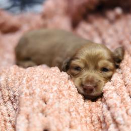 Summer - Cream female Dachshund puppy in Eaton, Ohio from Miniature Alphas Dachshunds