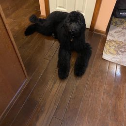 Bernedoodle and Goldendoodle All Grown Up from A.N.A. Doodles