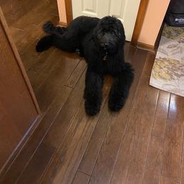 Bernedoodle and Goldendoodle All Grown Up from A.N.A. Doodles