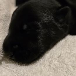 Male2 - Black male Scottish Terrier puppy in Conroe, Texas from Scotch McLaren Terriers