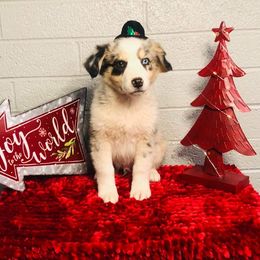 Australian Shepherd Puppies from Topaz Aussie’s