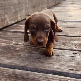 Brownie - Chocolate and tan male Dachshund puppy in Warren, Texas from Michelle Hanley