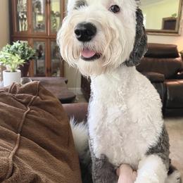 Goldendoodle and Sheepadoodle All Grown Up from Paw City Doodles