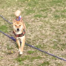 Suki Bear - Red female Shiba Inu puppy in Nashua, New Hampshire from My Beloved Shiba LLC