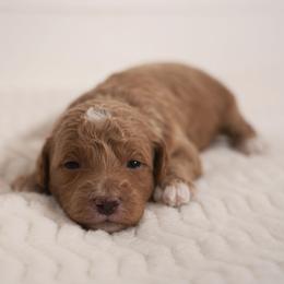 Socks Boy 3422 includes US delivery - Red  male Goldendoodle puppy in Mayfield, Utah from Ruff Country Doodles