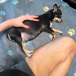 Jade - Chihuahua