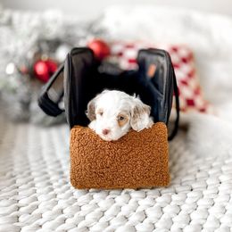 Pedro - Parti male Goldendoodle puppy in Springville, Utah from Happy Doodle