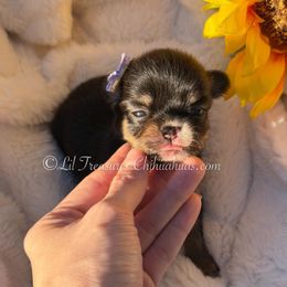 Risotto - Black and tan female Chihuahua puppy in Anderson, South Carolina from Lil Treasures Chihuahuas