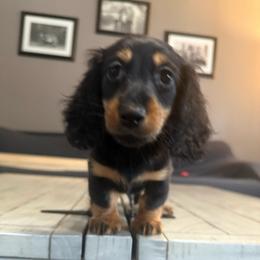 Magnus - Black and tan male Dachshund puppy in Bennett, North Carolina from Cherished Dachshunds