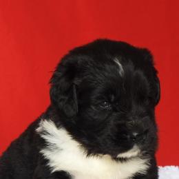 Honey Bunn - Black female Newfoundland puppy in Dalton, Ohio from Newfforu