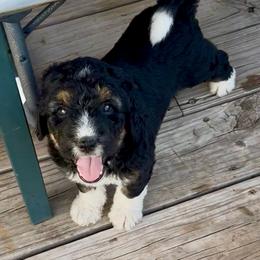 Light green collar - Tri-color female Bernedoodle puppy in Marlow, Oklahoma from Crider’s Critters