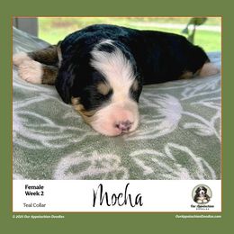 MOCHA (Teal Collar) - Tri-color female Bernedoodle puppy in Branchland, West Virginia from Our Appalachian Doodles