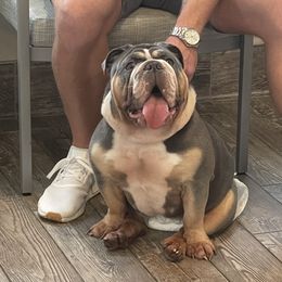 Harley - Bulldog