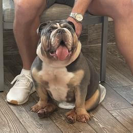 Harley - Bulldog
