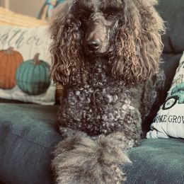 Poodles from Diamond C Standard Poodles