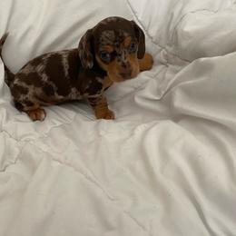 Purple - Chocolate and tan Dachshund puppy in Silver Springs, Florida from DeMarsh's Dachshunds