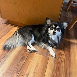 Elroy - Chihuahua