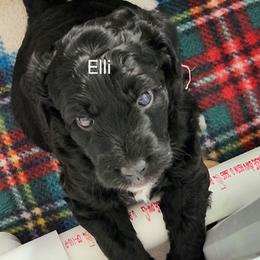 Pink collar Ella - Black and white female Bernedoodle puppy in Fairmount, Indiana from Capens' Doodles,Poodles and Poo's