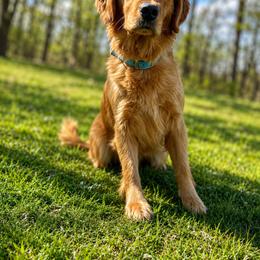 Lily - Golden Retriever