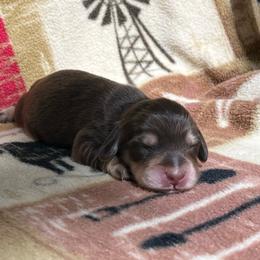 MOTORHEADS AVA - Chocolate and cream female Dachshund puppy in Yucaipa, California from Motorhead Dachshunds