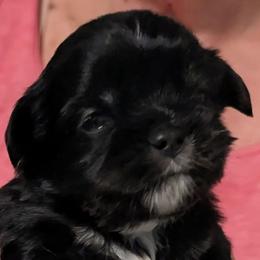 Happy - Black female Lhasa Apso puppy in Fort Worth, Texas from Cynthia's Lhasa Apsos