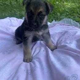 Freya - Black and cream female German Shepherd puppy in Perkasie, Pennsylvania from Twila Ruth Herot