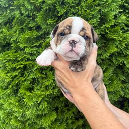 Clarke - Brindle female Bulldog puppy in Murfreesboro, Tennessee from Teddy Bear Classic Canines