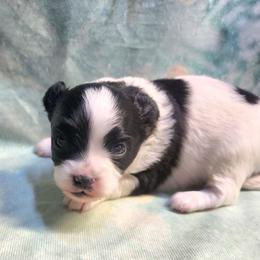 Boy 1 - Black and white male Companion Cross puppy in Davenport, Washington from Lovely Ladies and Little Asses Miniature Equines (L3A Pomeranians & Papillons)