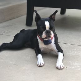 Luna - Boston Terrier