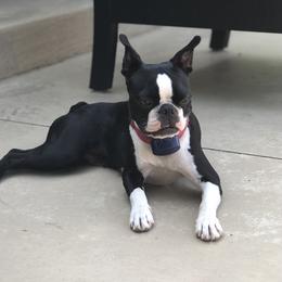 Luna - Boston Terrier