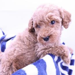 Orange - Caramel male Labradoodle puppy in Lexington Park, Maryland from SUNNY SIDE DOODLES
