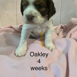 Oakley - Liver white and tan female English Springer Spaniel puppy in Nine Mile Falls, Washington from Sue's Springers