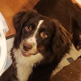 Daisy - Miniature Australian Shepherd
