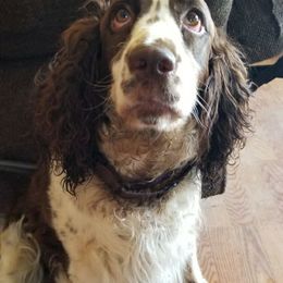 Bella - English Springer Spaniel
