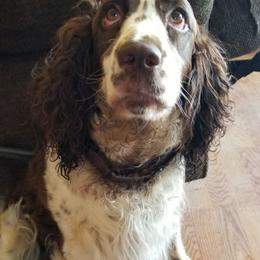 Bella - English Springer Spaniel