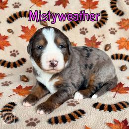 Mistyweather - Blue merle female Bernedoodle puppy in Banner Elk, North Carolina from Walnut Tree Bernedoodles