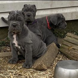 Neapolitan Mastiff Puppies from Unique Uprisings