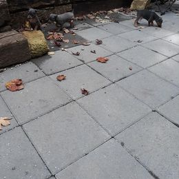 Miniature Pinscher Puppies from Meek's Min Pins