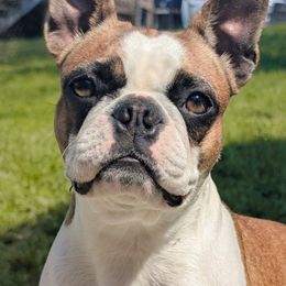 Lae'zel - Boston Terrier