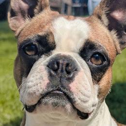 Lae'zel - Boston Terrier
