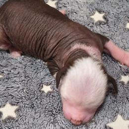 Cindy - White and chocolate female Chinese Crested puppy in Frederick, Maryland from Lovable Cresteds